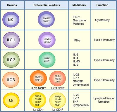 Optimized Protocol for Characterization of Mouse Gut Innate Lymphoid Cells